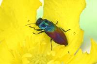 Anthaxia salicis
