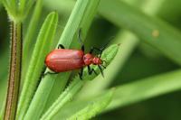 Pyrochroa serraticornis