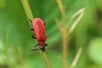 Pyrochroa coccinea