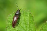 Athous haemorrhoidalis