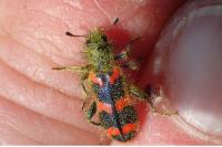 Trichodes alvearius