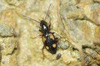 Bembidion genei illigeri