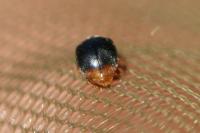 Scymnus ferrugatus