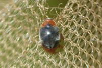 Scymnus ferrugatus