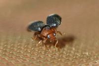 Scymnus ferrugatus