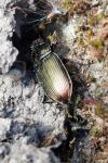 Poecilus cupreus