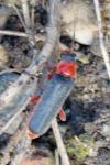 Cantharis pellucida