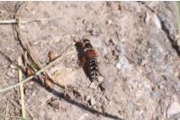 Staphylinus dimidiaticornis