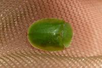 Cassida viridis