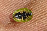 Cassida viridis