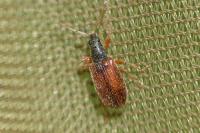 Phyllobius oblongus