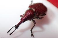 Rhynchites auratus