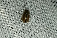 Gonioctena olivacea
