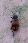 Panagaeus cruxmajor