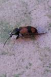 Panagaeus cruxmajor