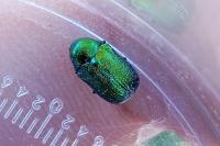 Cryptocephalus