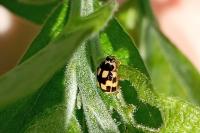 Propylea quatuordecimpunctata