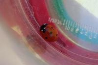 Coccinella septempunctata