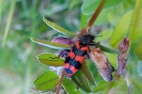 Trichodes alvearius
