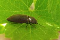 Agriotes obscurus