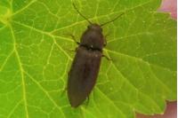 Agriotes obscurus