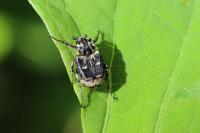 Valgus hemipterus