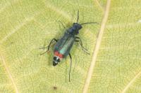 Malachius bipustulatus