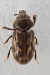 Heterocerus fusculus
