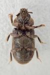 Heterocerus fusculus