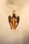 Heterocerus fusculus