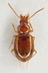 Porotachys bisulcatus