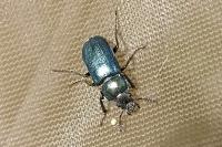 Platycerus caraboides