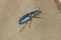 Platycerus caraboides