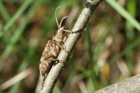 Rhagium sycophanta