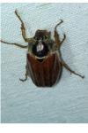 Melolontha melolontha