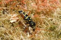 Plagionotus arcuatus