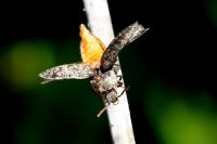 Agrypnus murinus