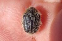 Tropinota hirta