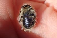 Tropinota hirta