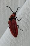 Anostirus purpureus