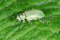 Pachyrhinus lethierryi