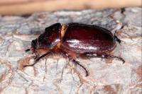 Oryctes nasicornis