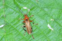 Cantharis livida