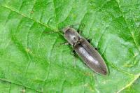Athous haemorrhoidalis