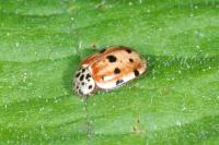 Harmonia quadripunctata