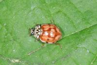 Harmonia quadripunctata