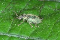 Phyllobius betulinus