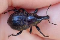 Liparus