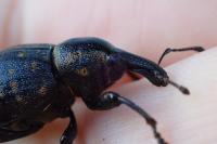 Liparus