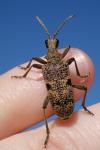 Rhagium mordax